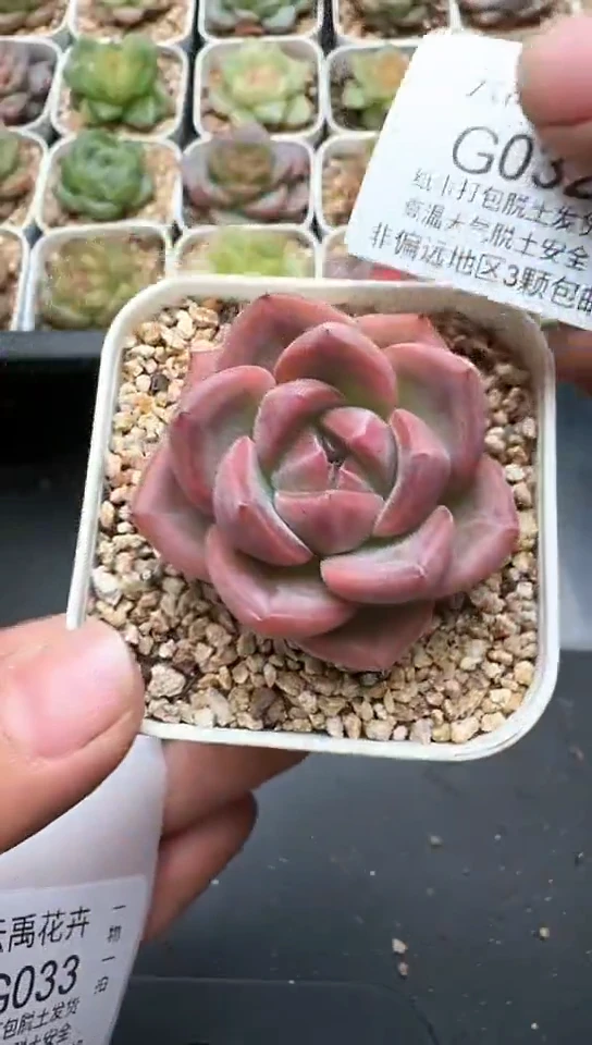 032G云禹多肉植物 默认脱土纸巾打包 3颗包邮