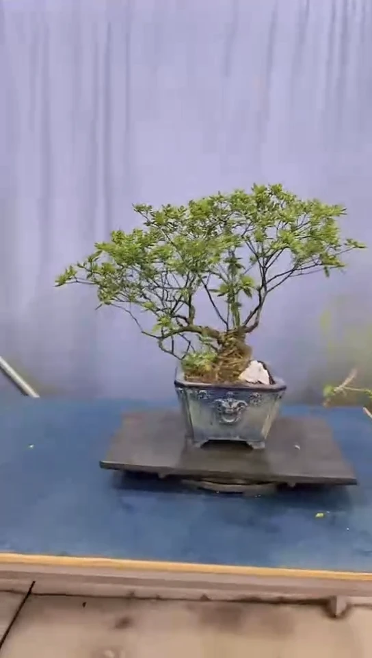 无花朵栀子花栀子花栀子花栀子花栀子花
