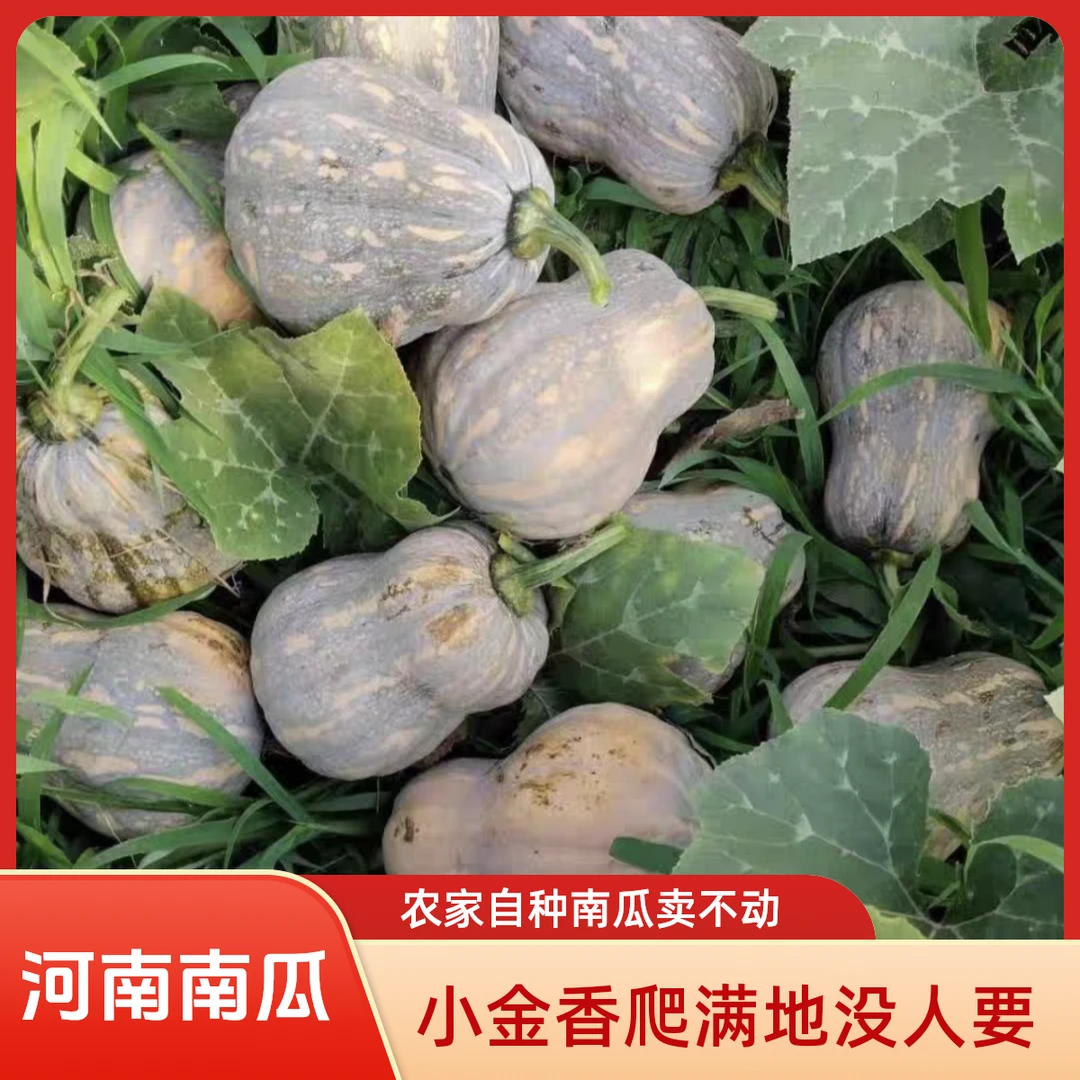 河南农家自种现摘新鲜金香蜜本小南瓜软糯香甜适合孕妇宝宝辅食