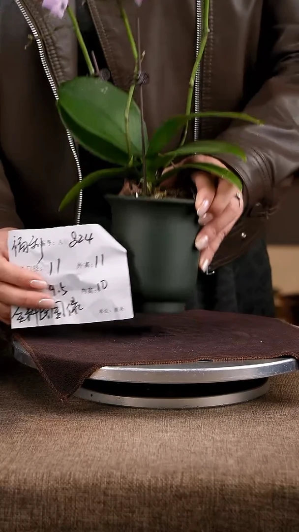 紫砂花盆花卉工艺824