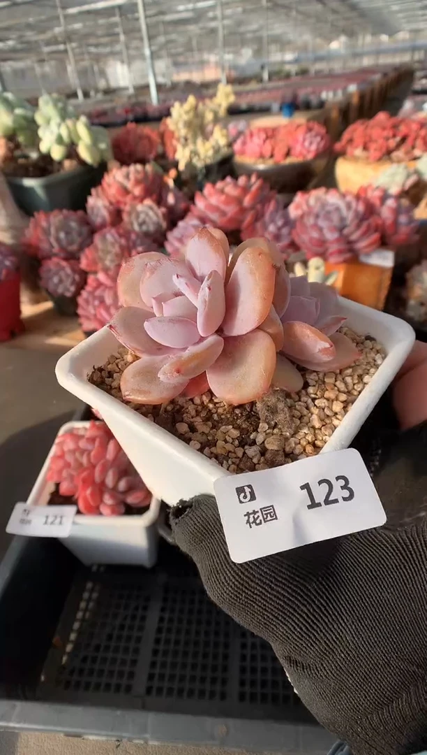 123奶茶一物一拍