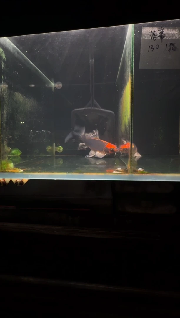 蝴蝶鲤鱼敏*熊猫蝴蝶鲤