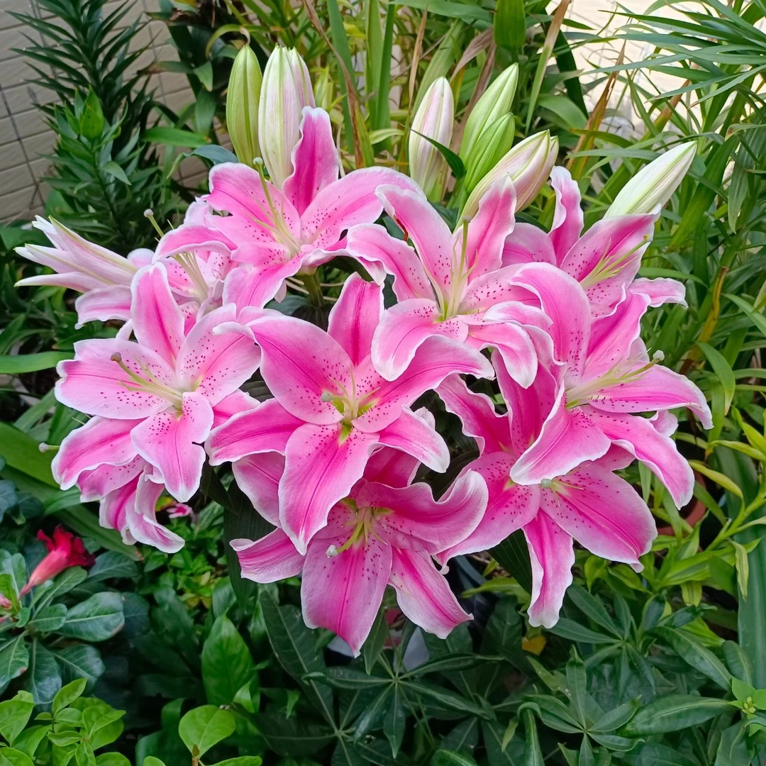 【索尔邦】16/18东方香水百合种球进口多头盆栽种植百合种球包对版