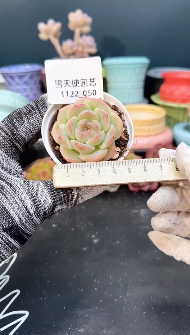 1122-050  青山 （冠幅 5 cm）