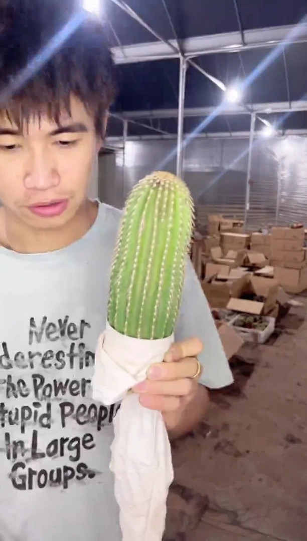 【闪购商品】实生根 大凤龙