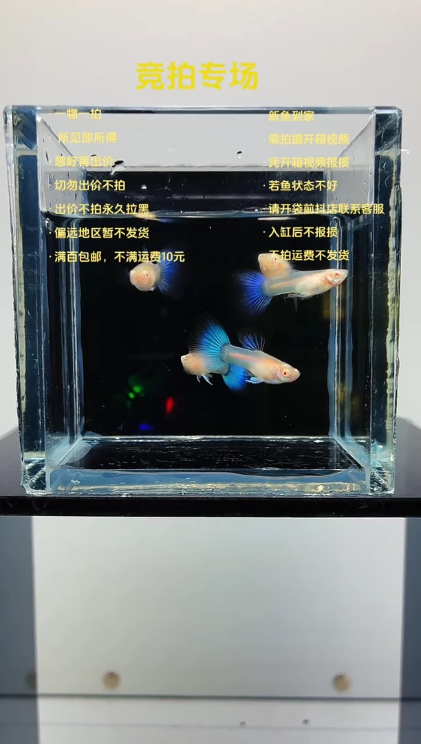 孔雀鱼超白蓝尾四公一母-74