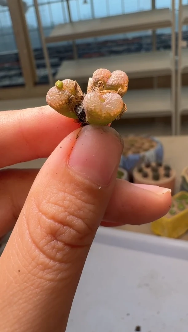 28-208多肉植物肉锥