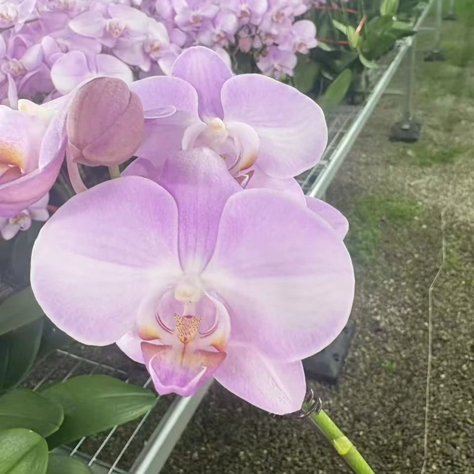 【粉红公主】室内绿植蝴蝶兰绿植盆栽花卉兰花