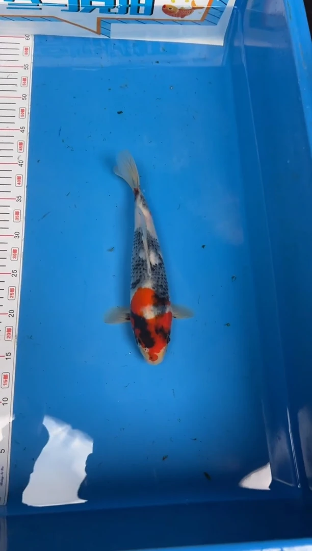锦鲤养****成44号锦鲤鱼 昭和 闪购