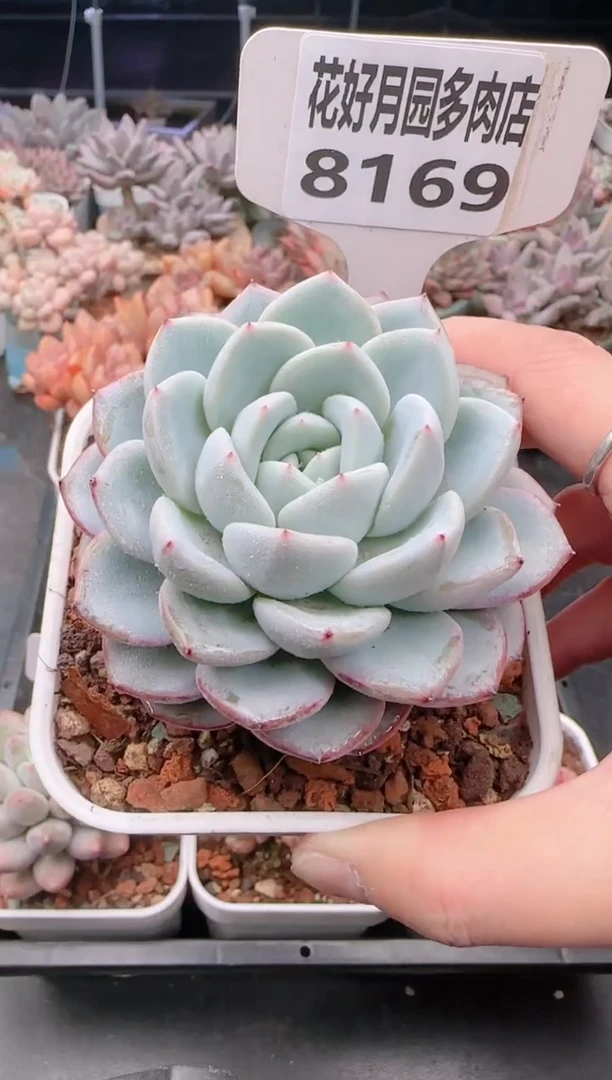 【闪购商品】8169雪茶