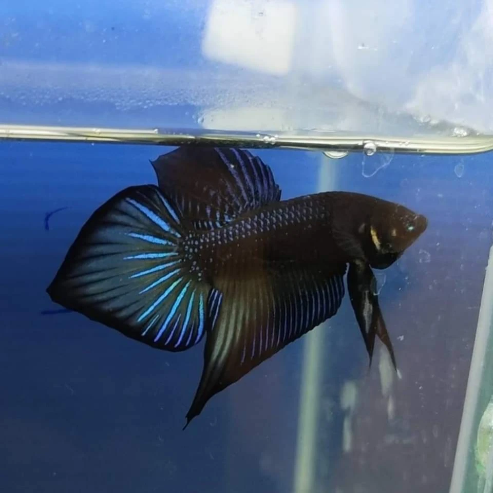 【黑中部】Splendens超稀有留种级原斗发展改良型中部泰国斗鱼源种