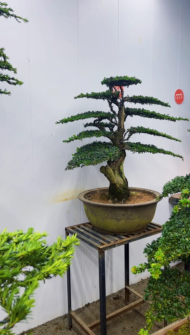 完全开放一物一拍，所见即所得