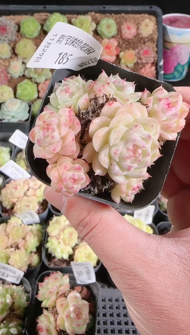 多肉1129-185群生不包整