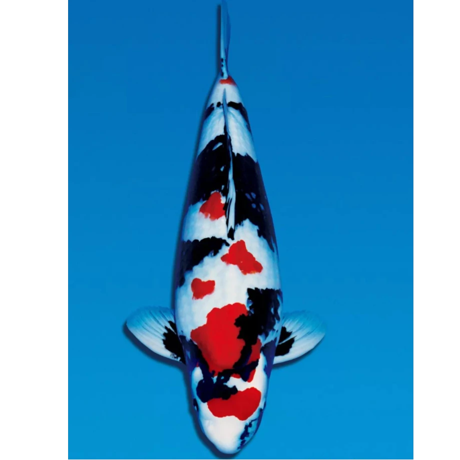 品质锦鲤渔场直发直播选鱼包活包邮包箱