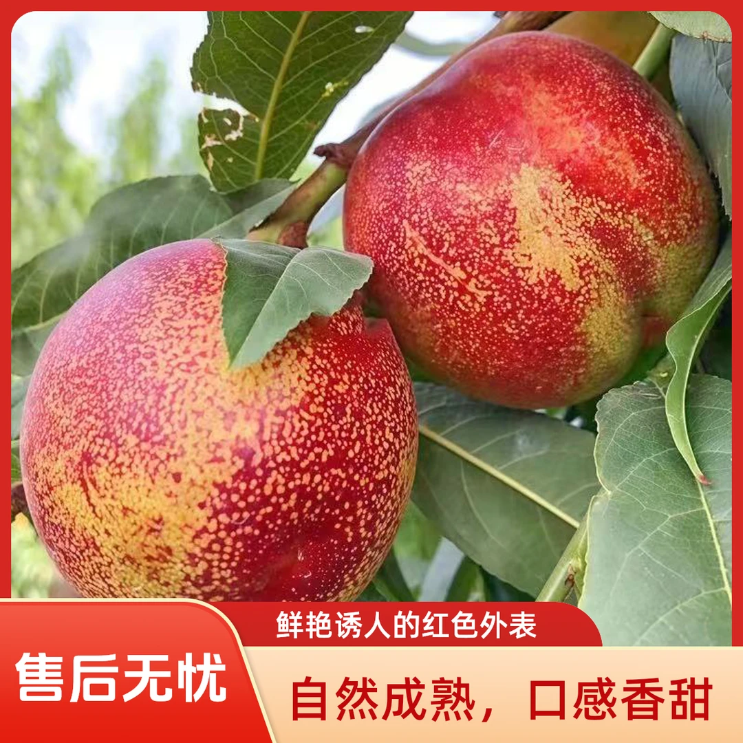 顺丰包邮麻脸黄心红油桃新鲜直达脆甜可口孕妇水果