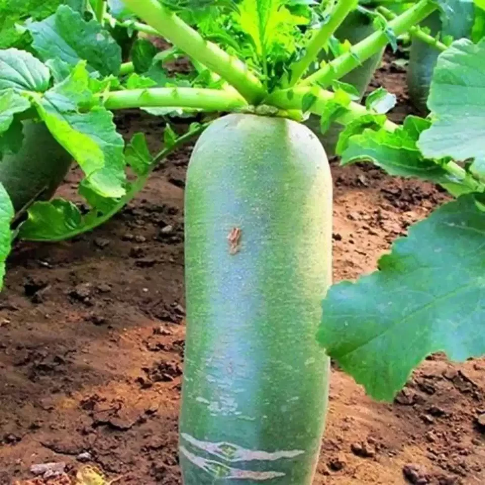 大连溯源绿萝卜净重4.5斤京东送货上门