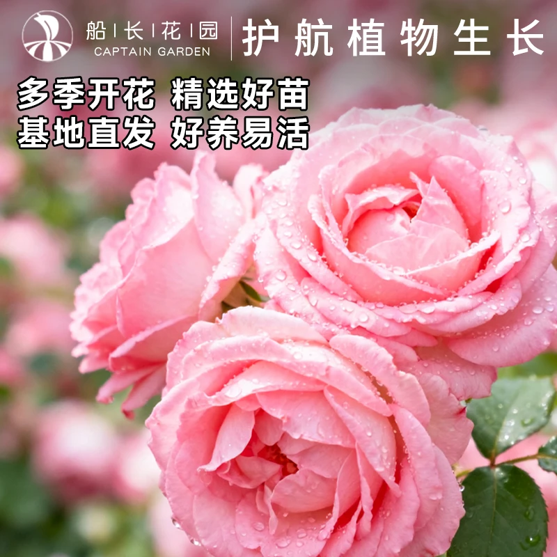 月季花苗盆栽爬墙带花苞多季开花楼顶花园拱门花卉
