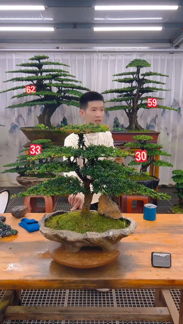 无花朵精品盆景直播间一物一拍