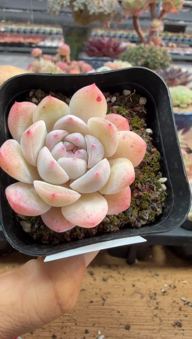 东云多肉园二店-276