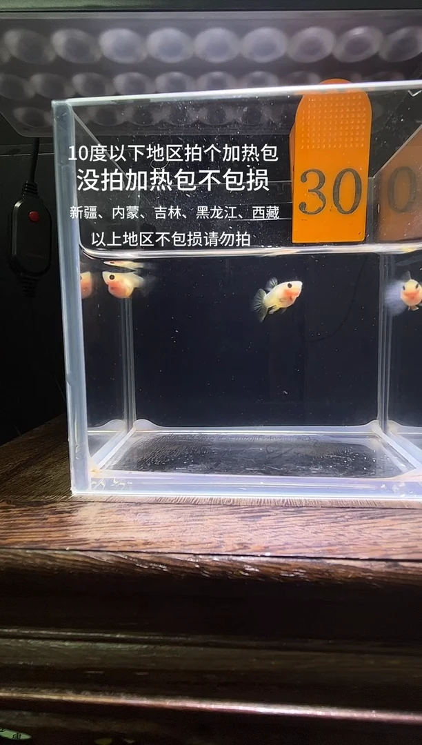 孔雀鱼粉猫短体孔雀鱼30