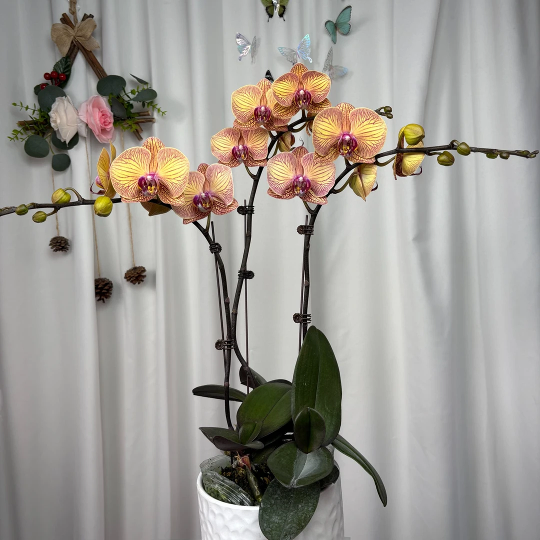 【小安童】蝴蝶兰带花苞室内前台喜事乔迁送礼澧兰汀专属