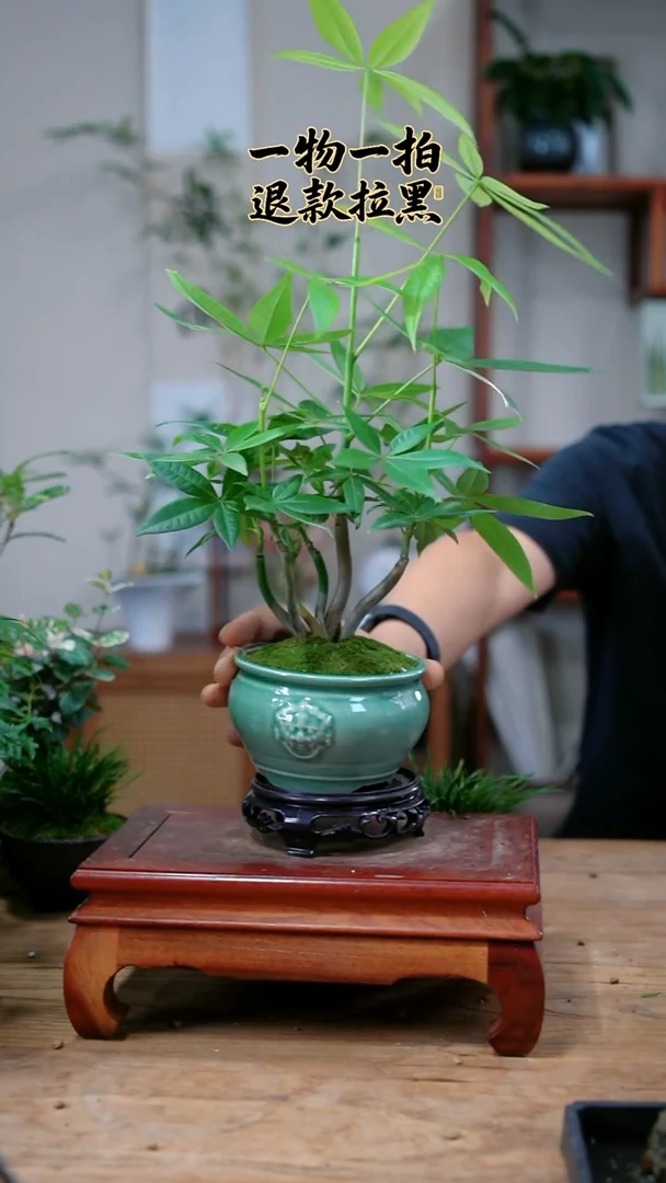 完全开放甜*圈发财树952