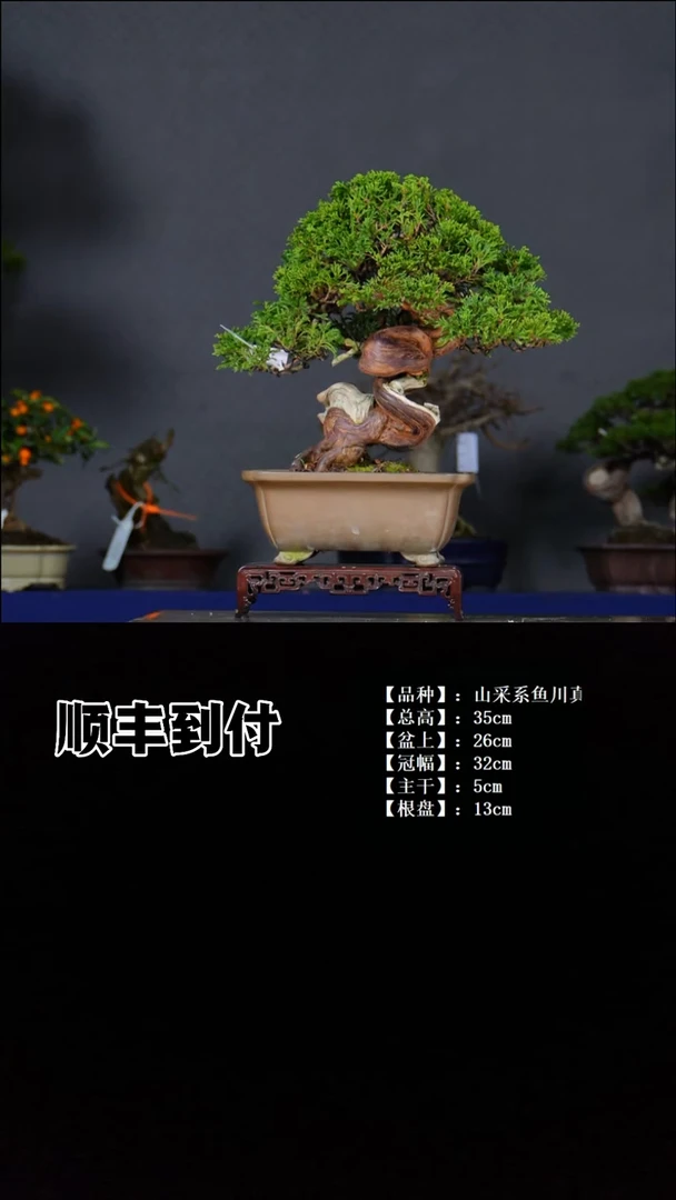 无花朵叶*生系鱼川真柏 不包邮