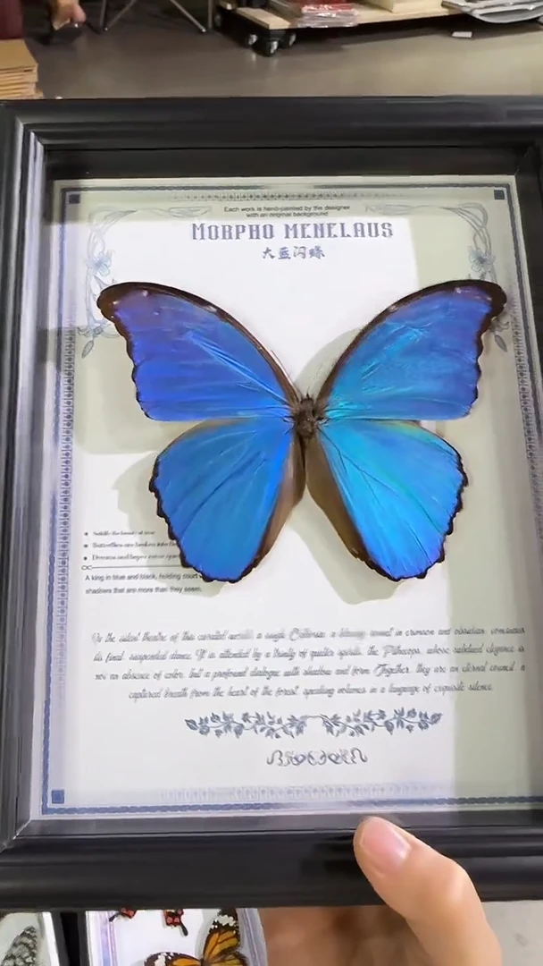 10寸大蓝闪蝶，无缺无裂，A1-