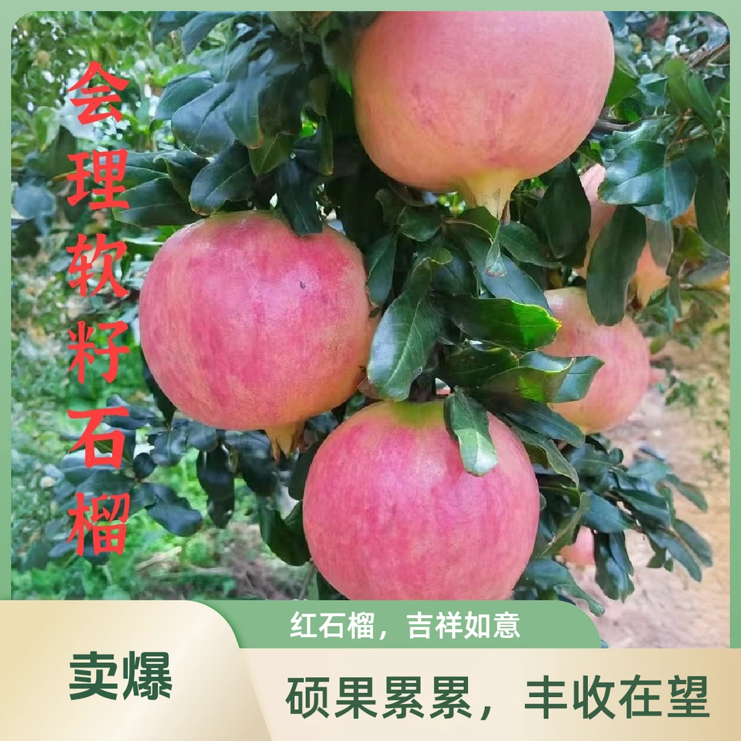 四川会理软籽石榴新鲜现摘/高端精美礼盒装送手提袋/送礼必备