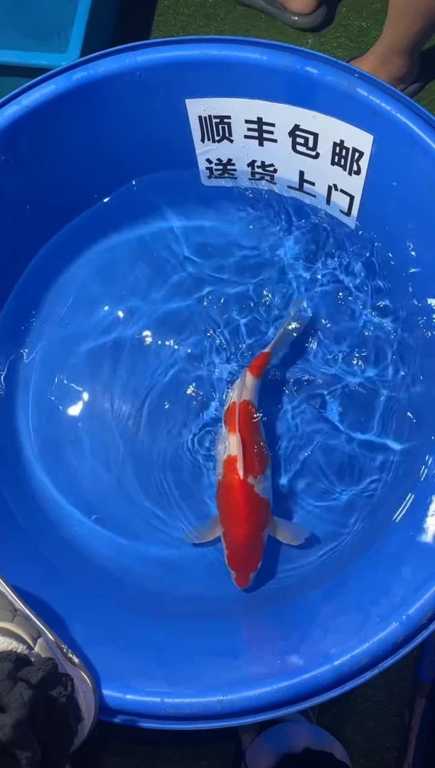 锦鲤精品锦鲤一尾