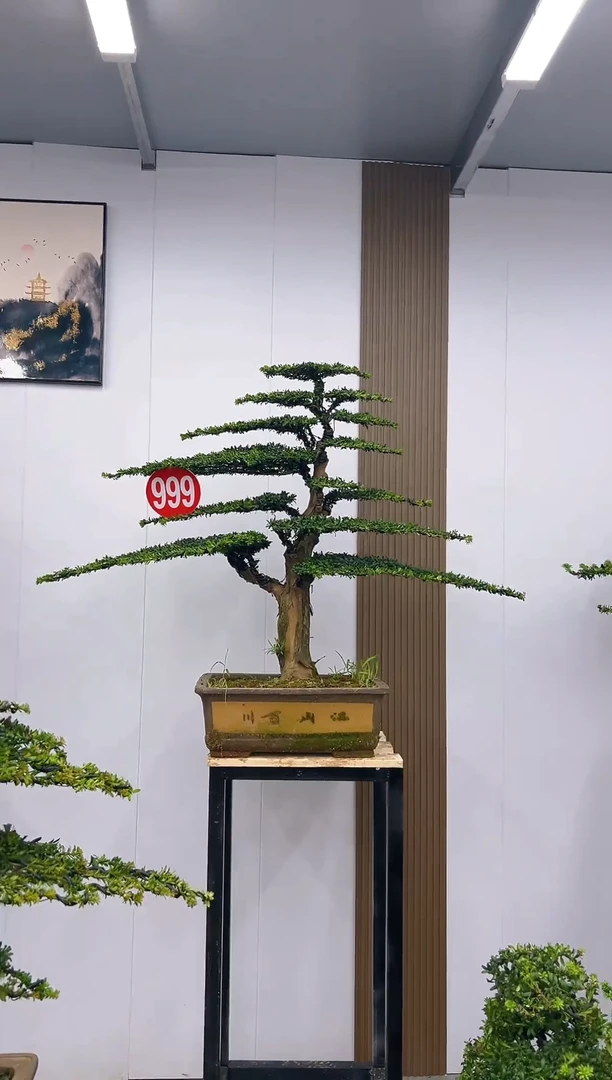 无花朵W**-00000000000