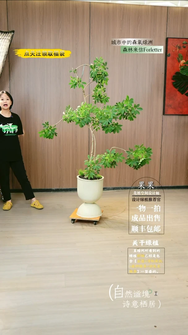 不开花植物老桩鸭脚木福利款