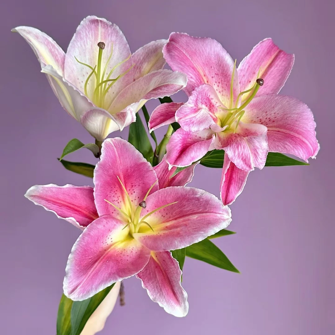 （A级 鸿运当头单瓣百合）玫瑰云南基地直发生活鲜花