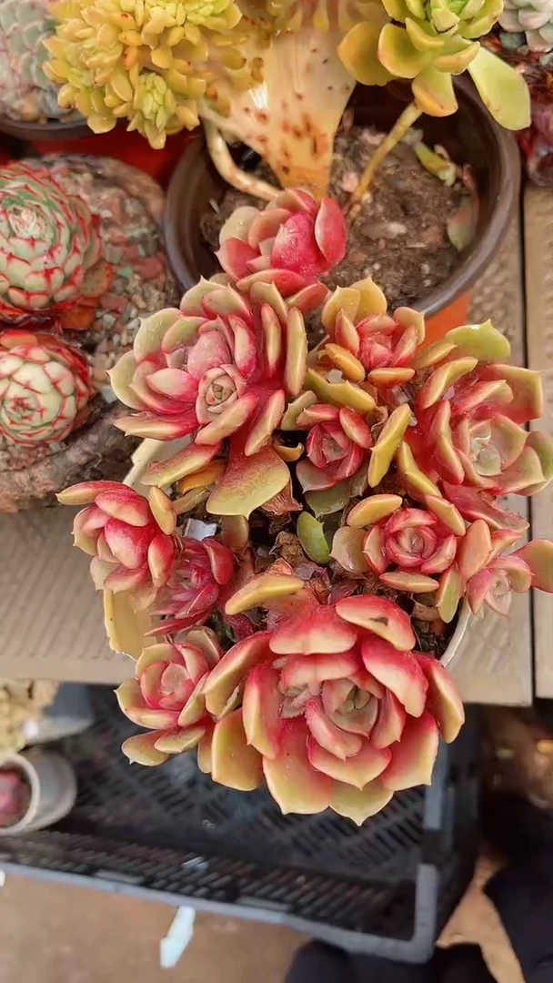 【闪购商品】16270