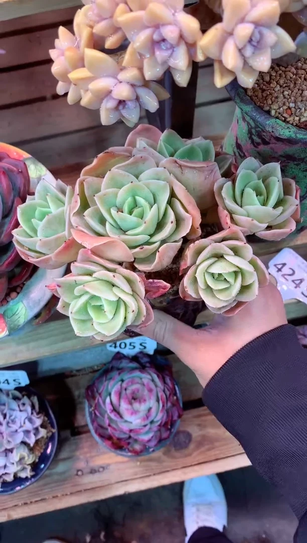 424S（一物一拍，精品多肉，所见即所得 ）