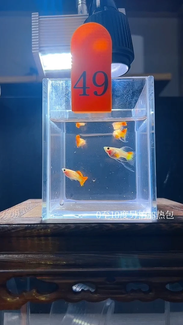 孔雀鱼银河c体49