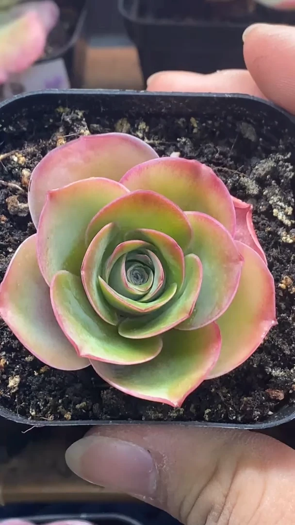 楹楹山地玫瑰/141/4cm