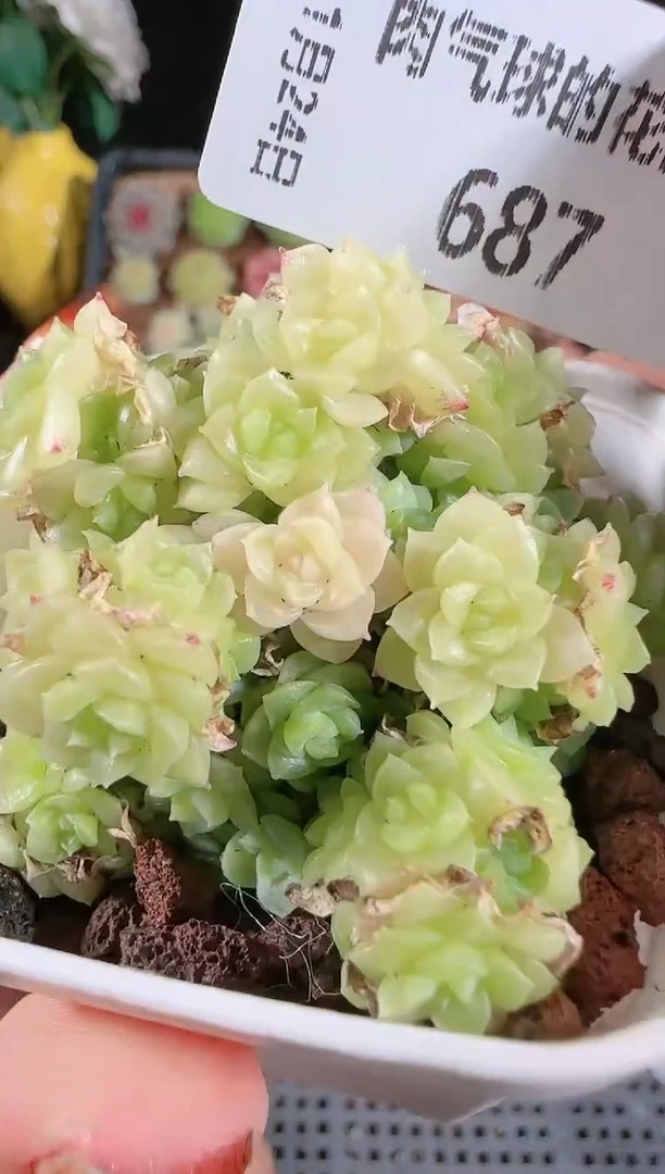 1124-687群生不包整