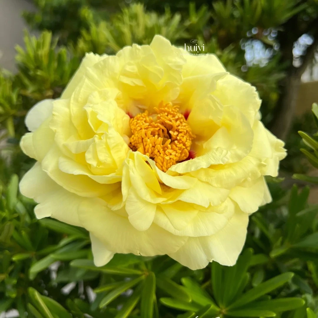 【皇冠】黄色 6加仑盆栽牡丹 6年以上苗 进口品种 可地栽