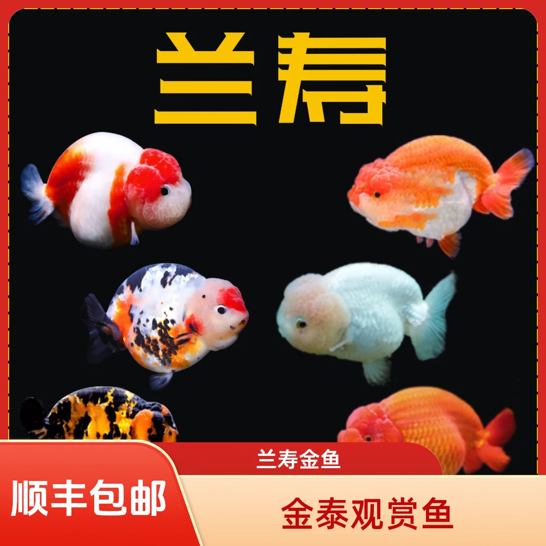 兰寿金鱼三色玛丽金鱼冷水观赏鱼