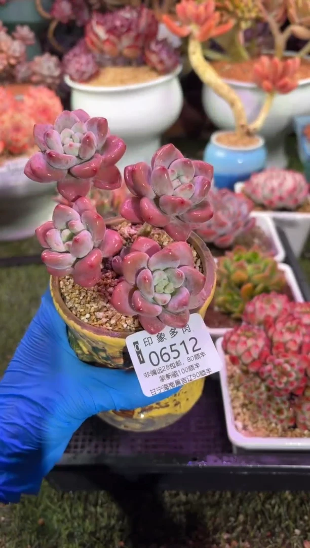 【闪购商品】06512