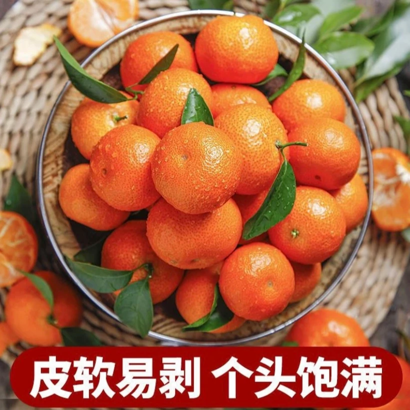 【坏果包赔】广西皮薄多汁清甜爽口沙糖桔