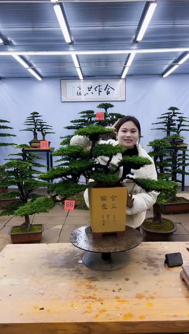 【闪购商品】高端盆景一物一拍，所见即所得