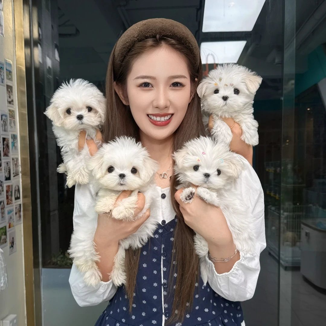 【上海大莹家】精致萌宠 幼犬狗狗 全款链接