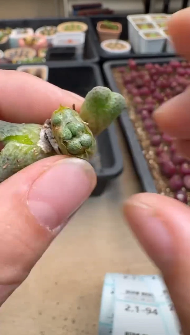 【闪购商品】1-83.