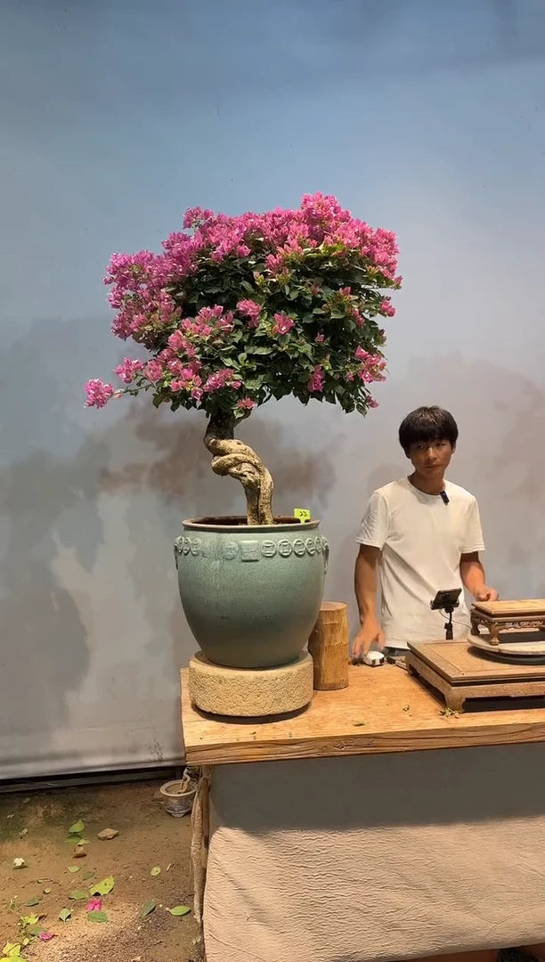 全部花朵华****强三角梅22