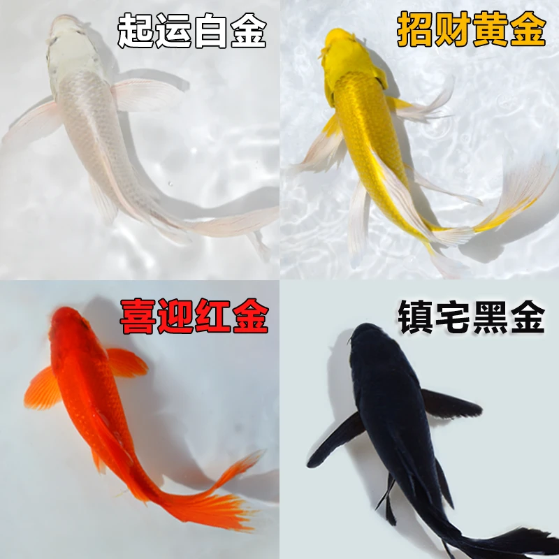 观赏鱼锦鲤活鱼冷水金鱼黄金锦鲤爆缸小鱼草金鱼小型淡水好养耐活