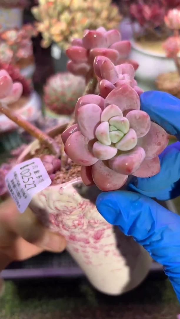 【闪购商品】02527