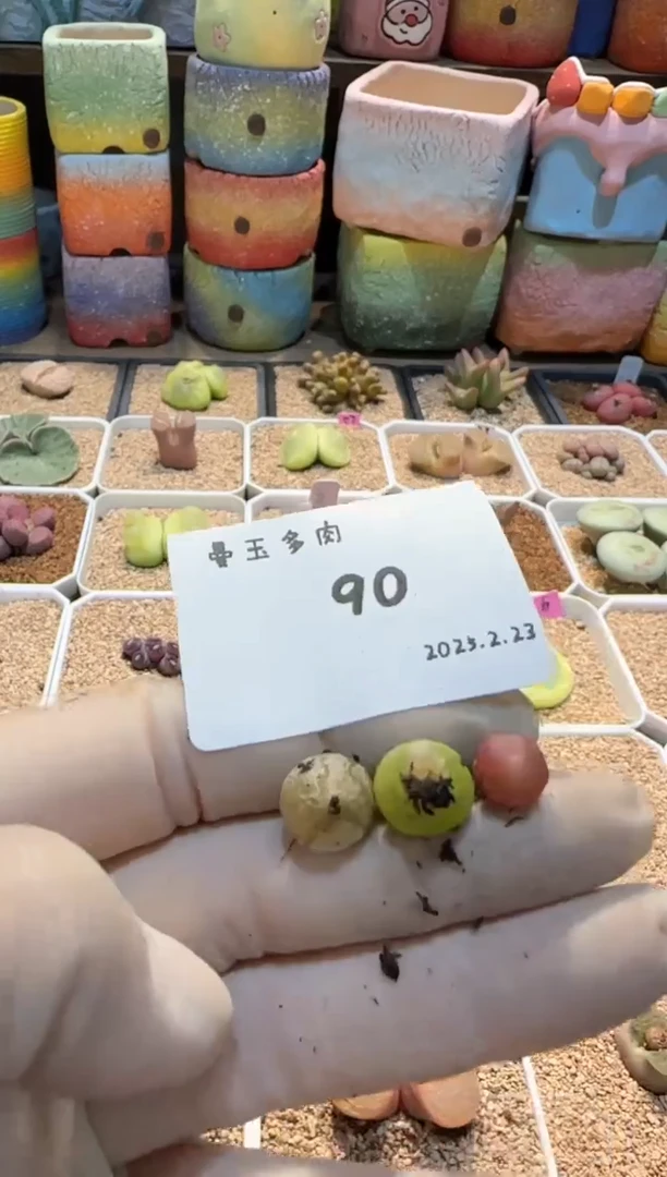 【闪购商品】25.2.23-90