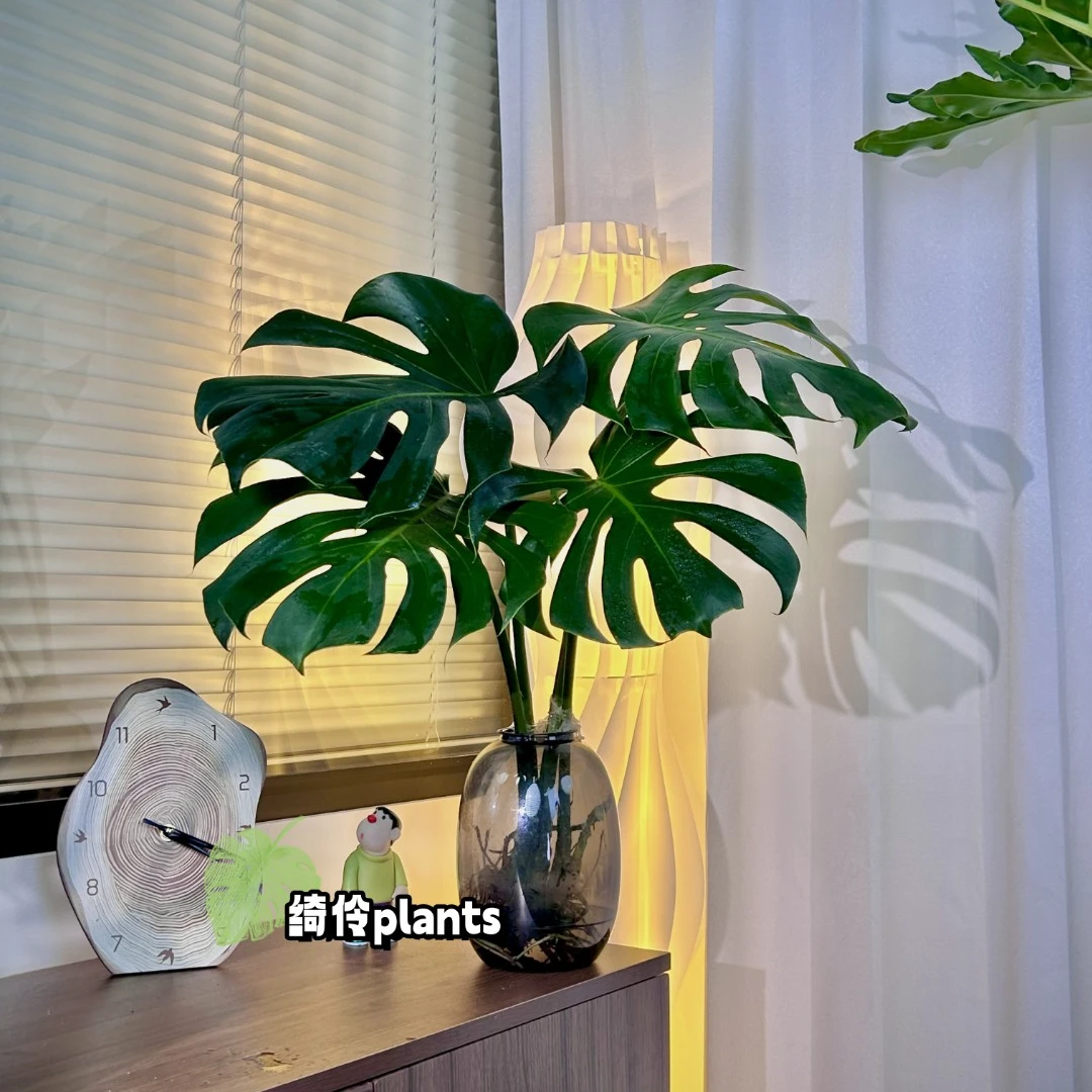 【拍一发二】老桩开背鲜切水培龟背竹室内绿植好养护吸甲醛带花瓶